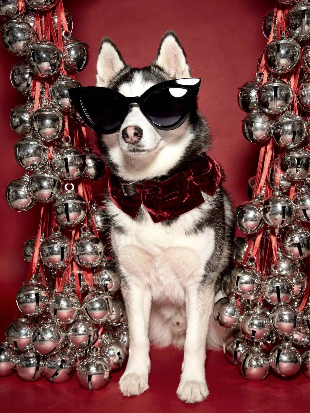 Siberian Husky dog wearing black cat-eye sunglasses holding silver jingle bells