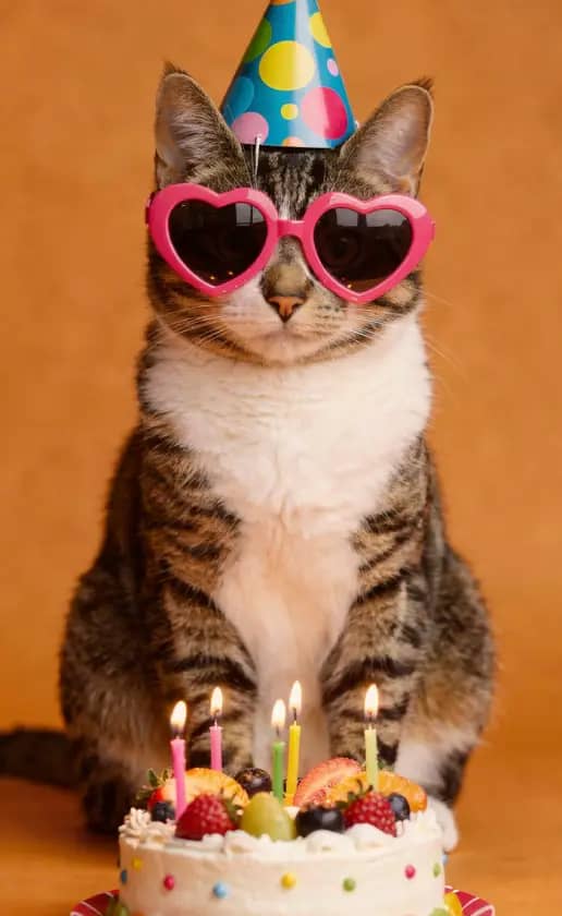 Your pet with a birthday hat and a cake.