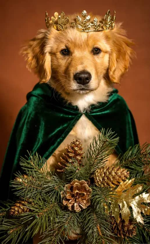 Luxurious golden tones paired with fresh evergreen pine needles.