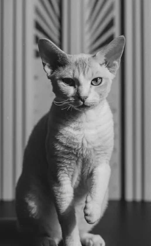 Vintage 1920s style in the vintage theme.