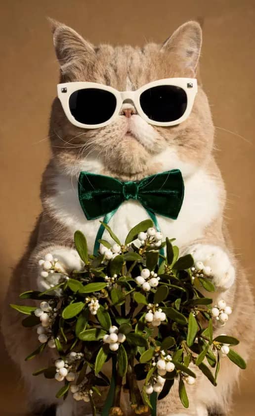 Romantic holiday vibes with mistletoe and warm, cozy atmosphere.